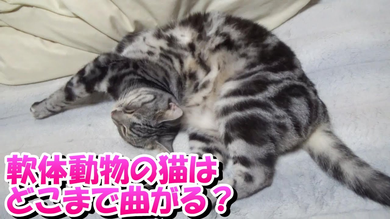 軟体動物の猫はどこまで曲がるのか（アメリカンショートヘア）