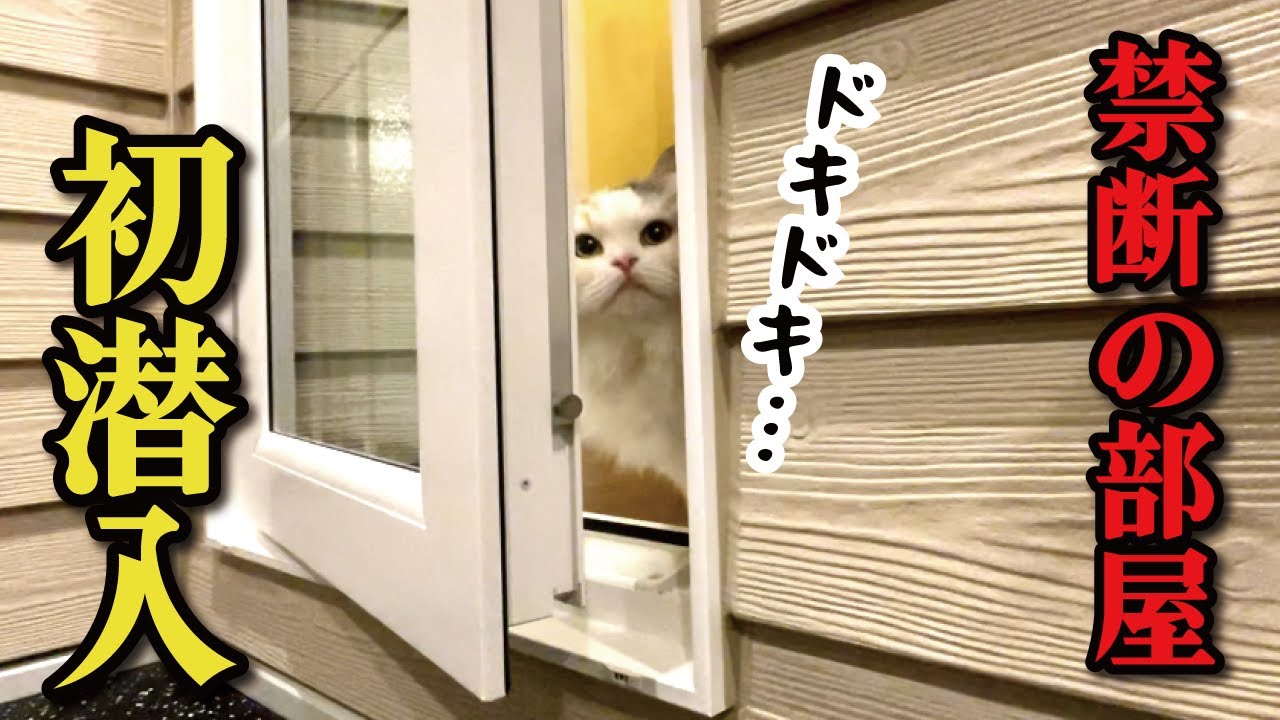猫が絶対に入ってはいけなかった部屋をついに解禁しました【関西弁でしゃべる猫】