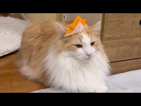 【こどもの日🎏】折り紙で遊んだよww兜をかぶるターキッシュアンゴラとノルウェージャンフォレストキャット❤︎