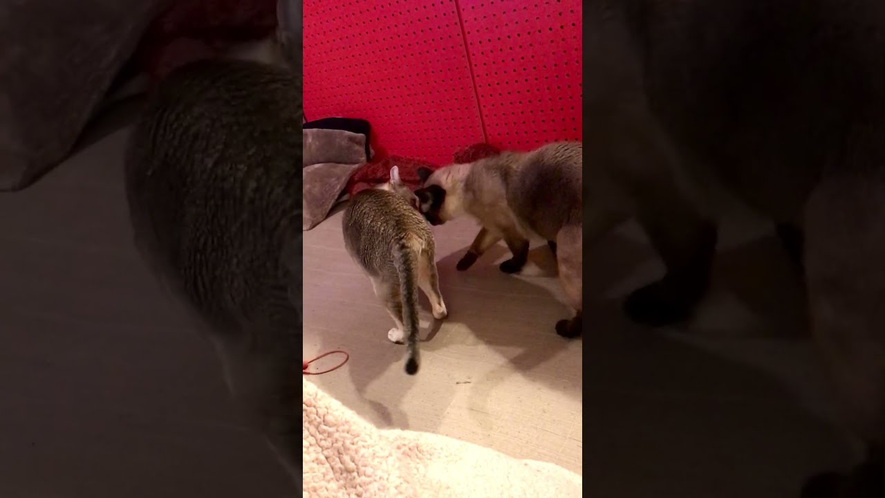 たぬき猫に巻きつくシンガプーラなのにゃ♪