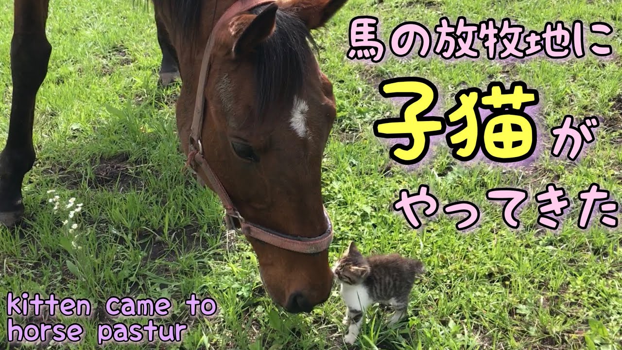 馬の放牧地に子猫がやってきた。子猫の出会い【かわいい子猫に癒されます】A kitten came to a horse pasture