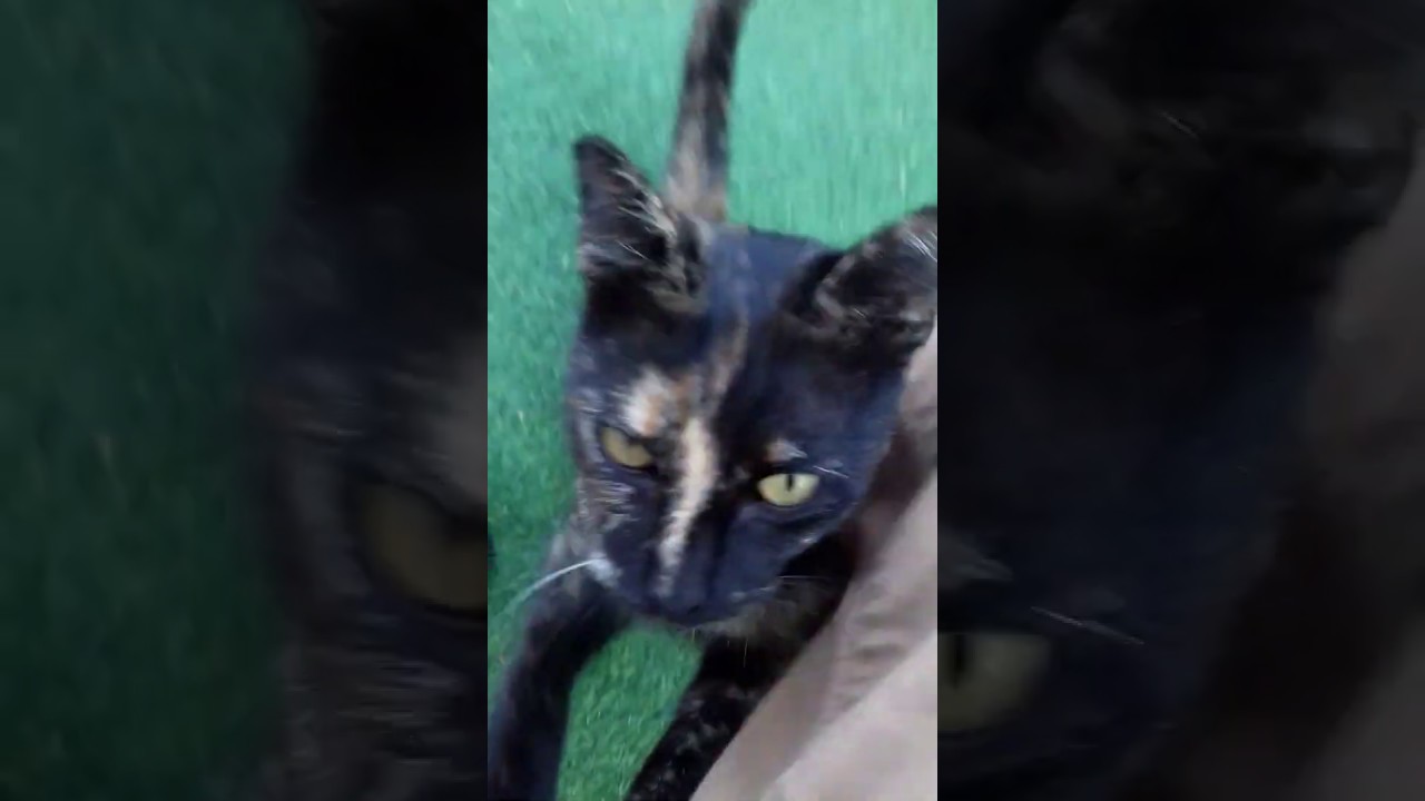 Brown Cat Meowing Meow
