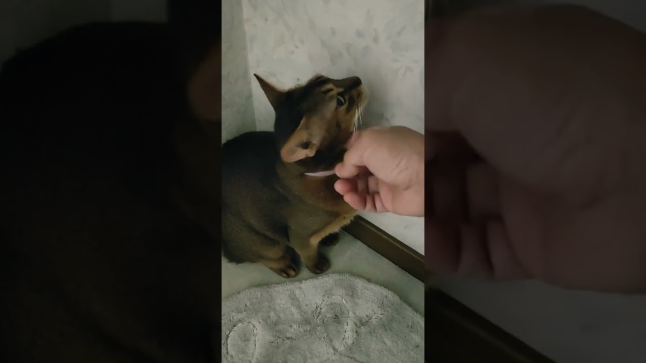 ネコ動画あび#854　#shorts　あびの毎日　アビシニアン　あびブログ