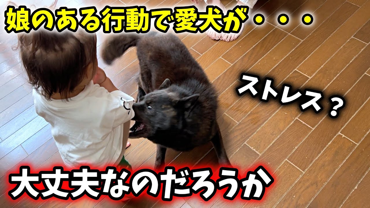 愛犬が娘の新技で変になってしまいました・・・【甲斐犬一休と猫のしずく】