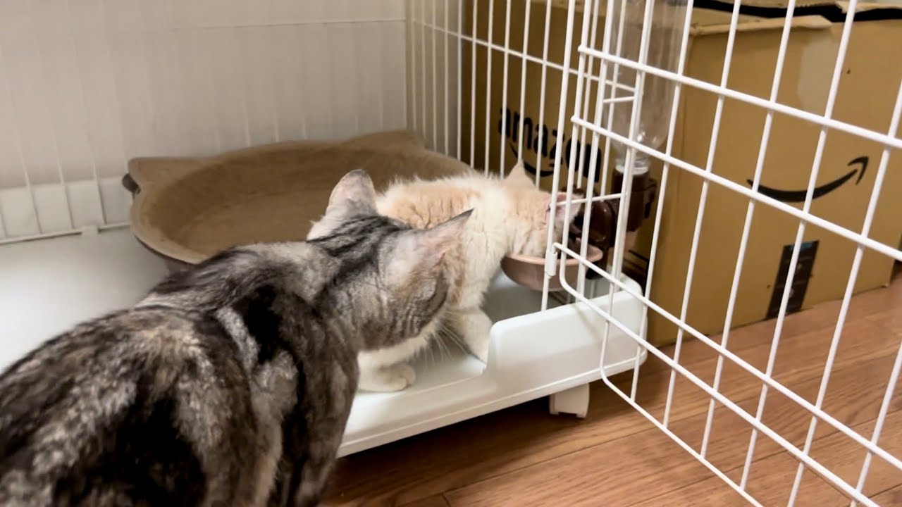 子猫の下痢を心配するママ猫さんがとった行動がこちらです。 #47