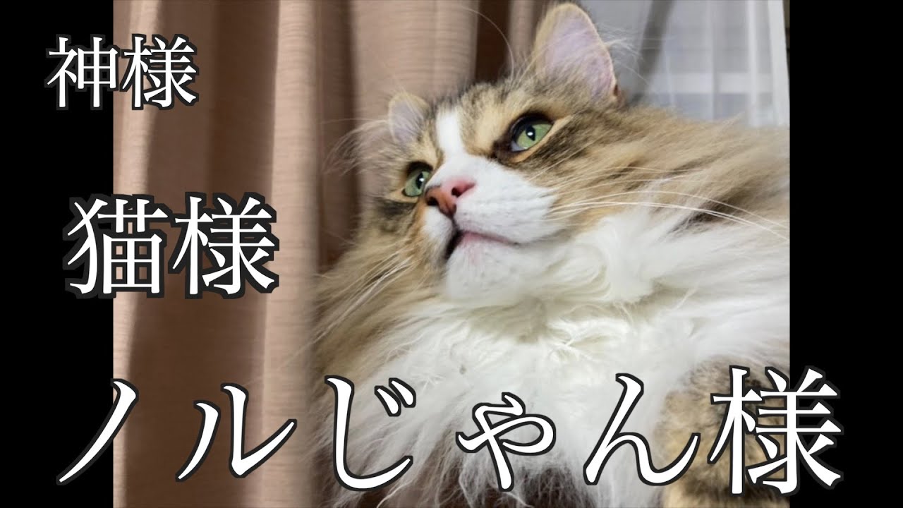 ノル猫は2歳からが本領発揮！みんなのお家のノル猫がすごかった！ノルウェージャンフォレストキャット