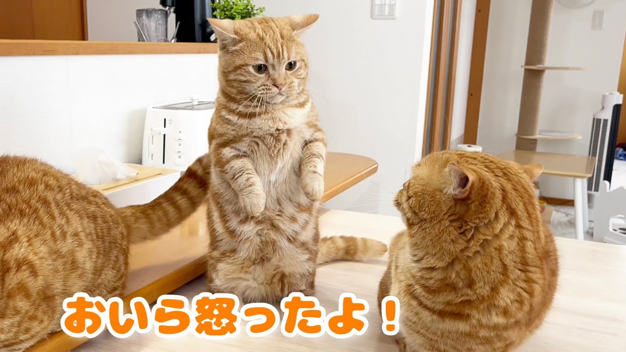 普段の行いのせいでちょっとした誤解ですっごい怒られる茶々パパ