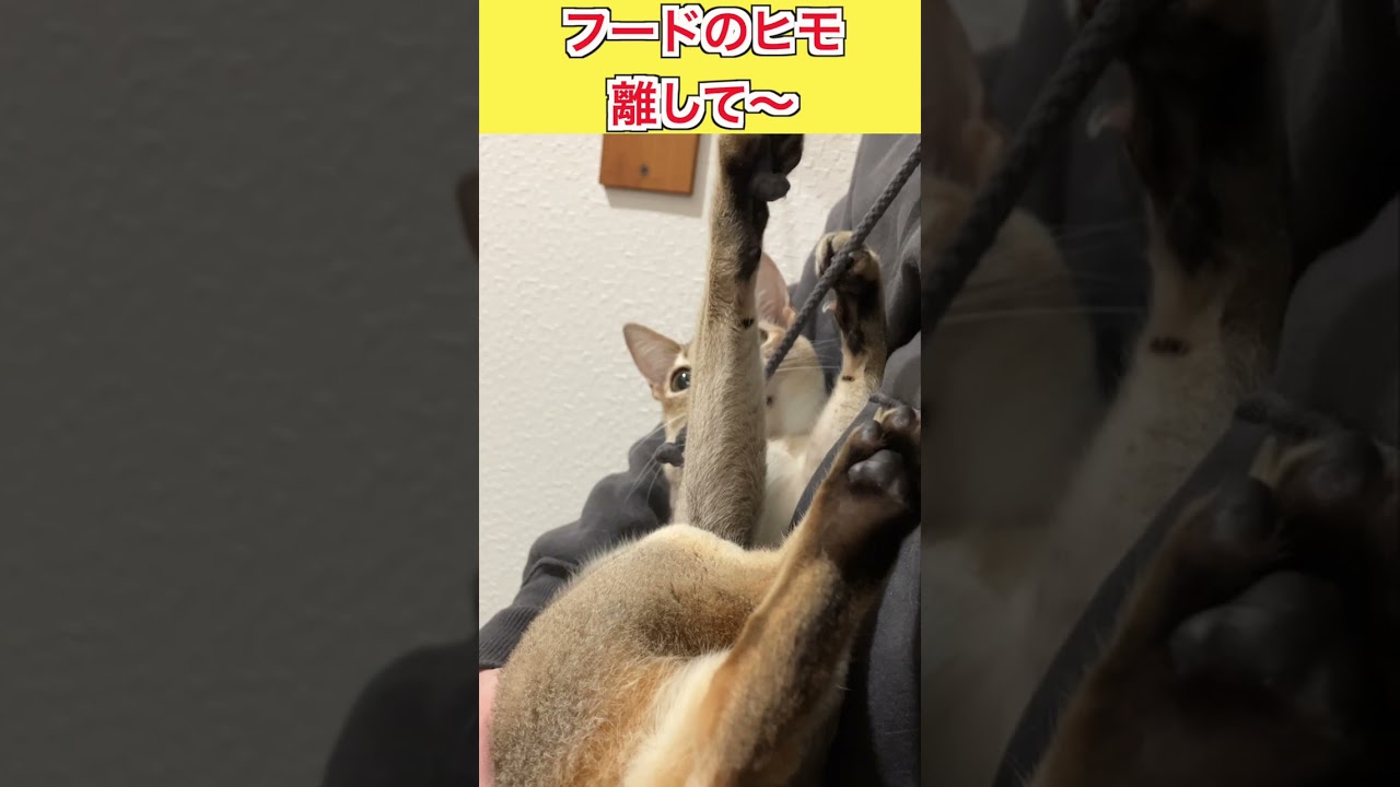 フードの紐を離さない猫【シンガプーラ】 #shorts