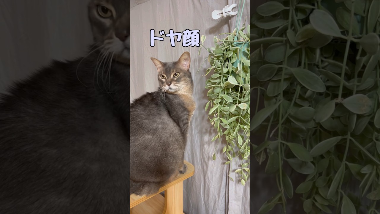 12歳のまな猫 #shorts #猫動画  #アビシニアン #cat #まな猫