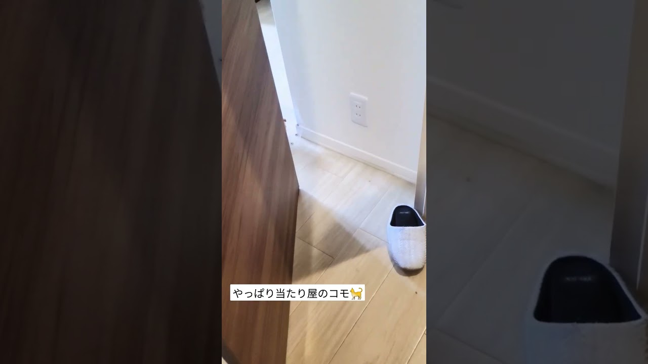 やっぱり当たり屋のコモドン【コモドンの観察日記】 #キンカロー #子猫 #猫のいる暮らし #catlover #고양이