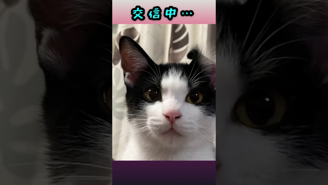交信中👽🚀🌏片耳だけアメリカンカール？🐈🐾かわいい癒され猫動画【#Shorts 】