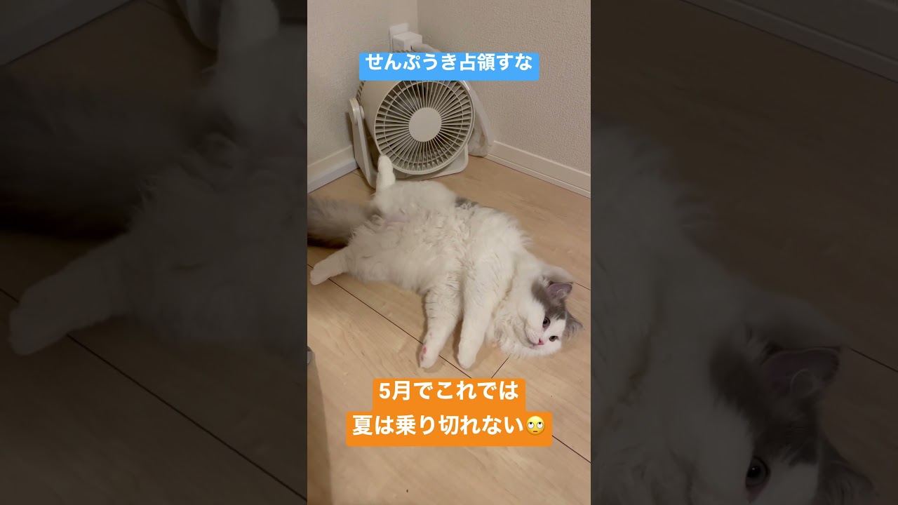 早くも夏バテ #cat #ragamuffin #ねこ #ラガマフィン #夏がくる