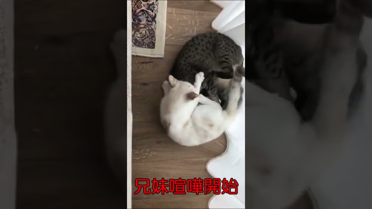 仲良くしてると思ったらすぐ喧嘩する猫/Cats fighting right away【エジプシャンマウ】【保護猫】#Shorts