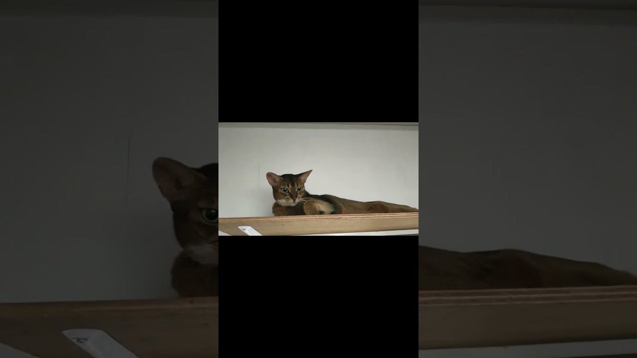 ネコ動画あび#470　#shorts　あびの毎日　アビシニアン　あび