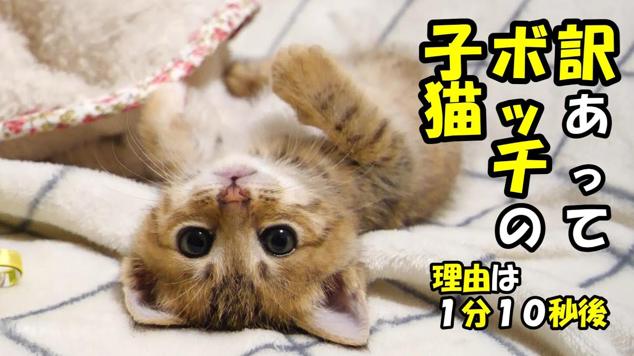 ふたりボッチの子猫がひとりボッチに。理由は１分１０秒後【赤ちゃん猫　保護猫】