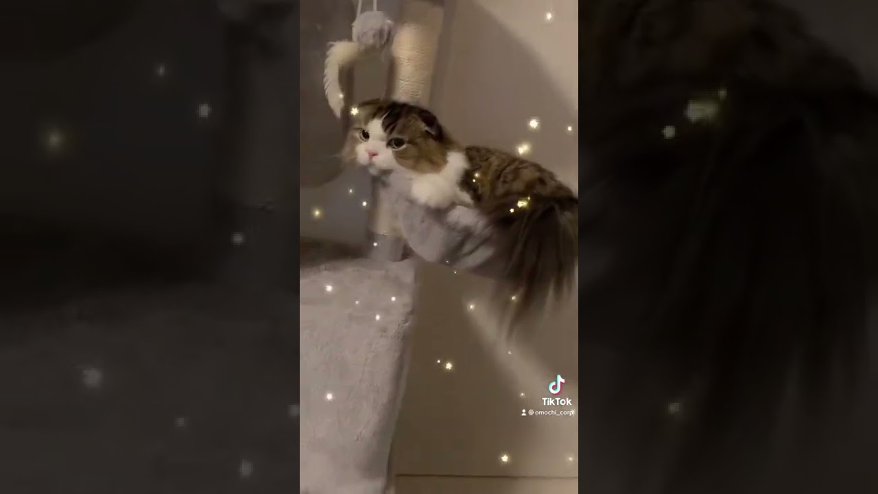 体にスッポリハマって可愛過ぎるスコティッシュフォールドwww #ねこ #猫 #ねこのいる生活 #猫好きさんと繋がりたい #猫のいる暮らし #猫のいる生活 #猫好き #猫動画 #TikTok #cat