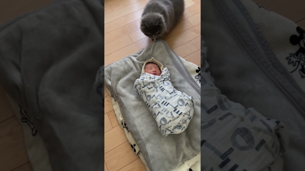 生後5日の赤ちゃんに忍び寄るラガマフィン #猫のいる暮らし #ラガマフィン #猫動画