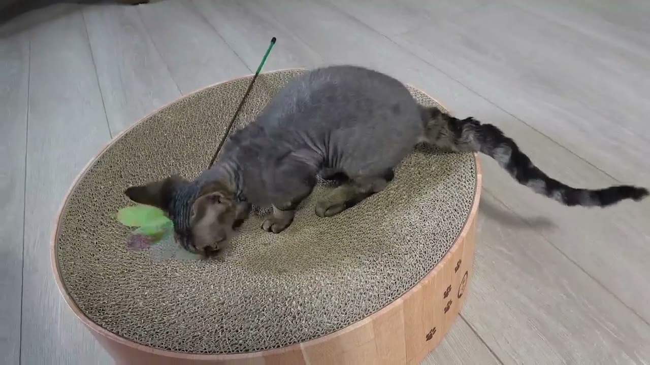 1人遊びが上手なデボンレックス子猫です(Devon Rex kitten sometimes likes to play alone)
