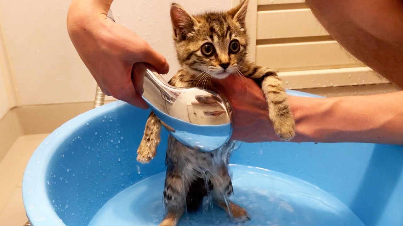 雨の中保護した子猫を、初めてお風呂に入れたら…