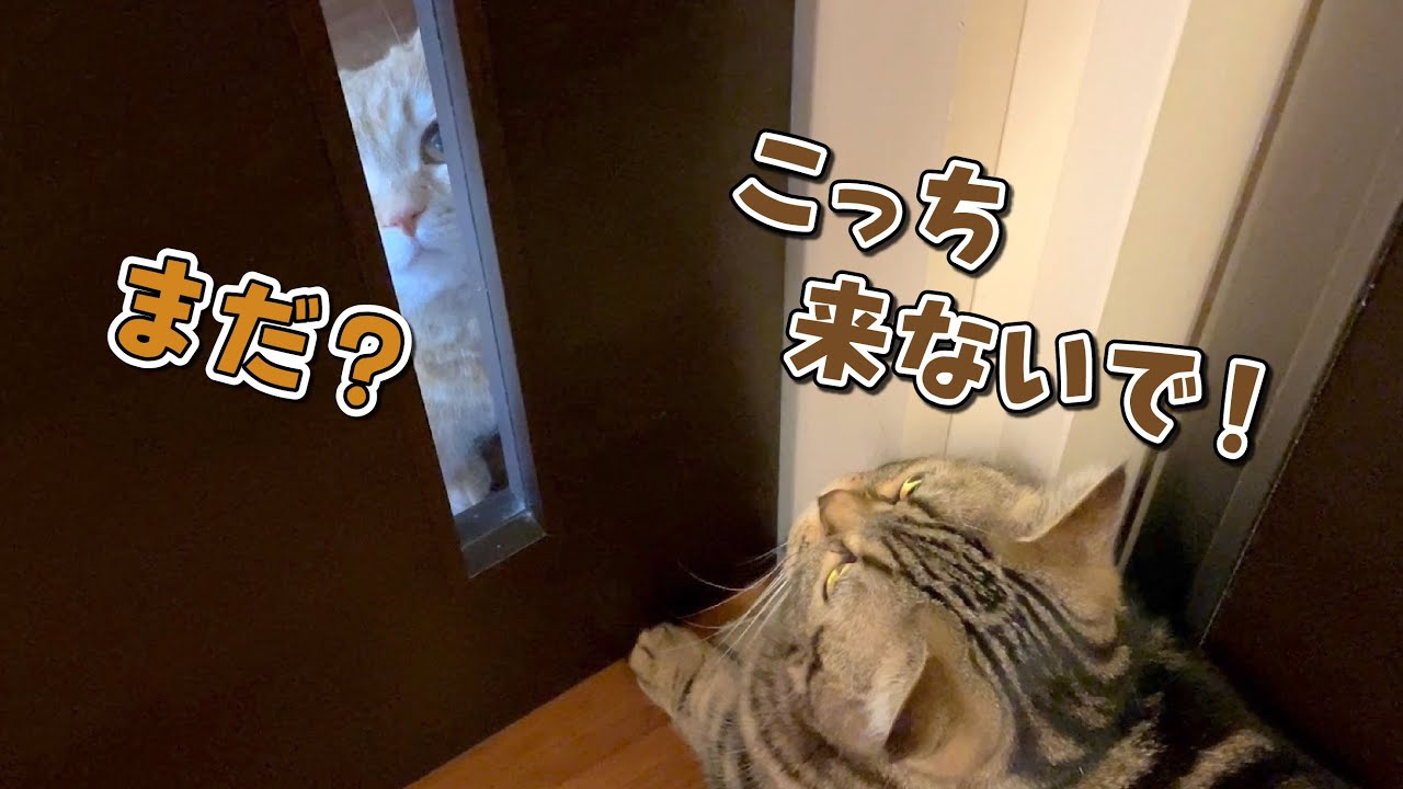長風呂してたら待ちきれなくなった猫が覗きに来ましたw