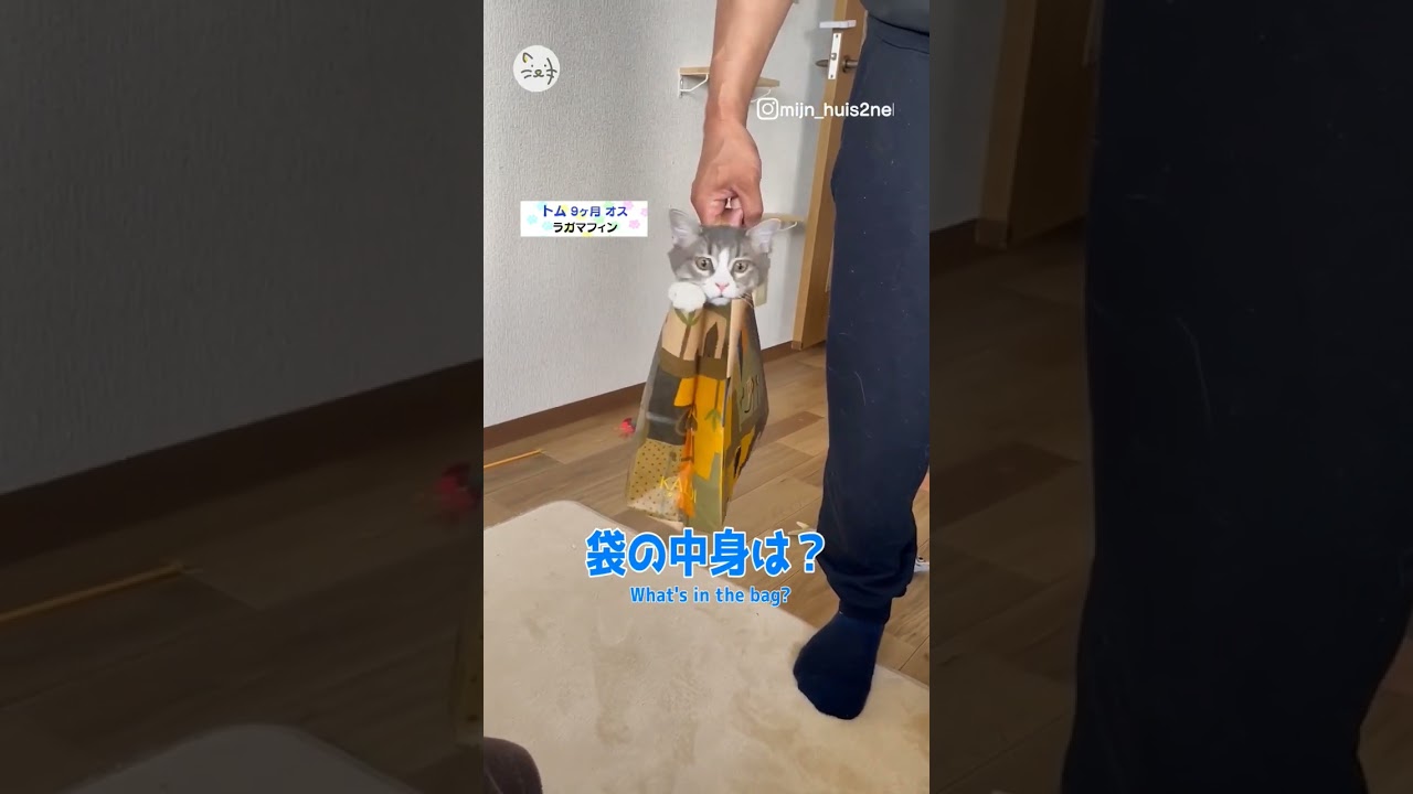 袋の中からこんにちは🐈ラガマフィン「トムくん」！What in the bag？ #猫王国 #ラガマフィン #猫と暮らす幸せ #猫
