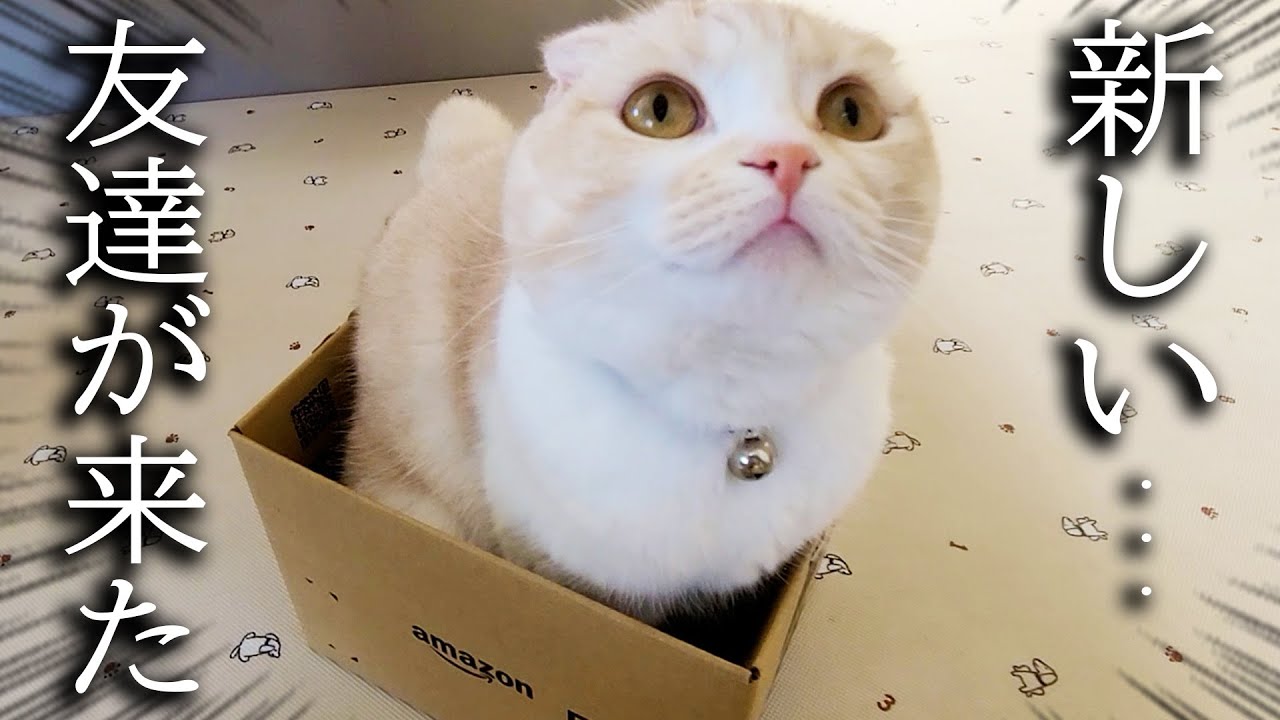 子猫と犬に新しい友達を連れてきたらこうなった…