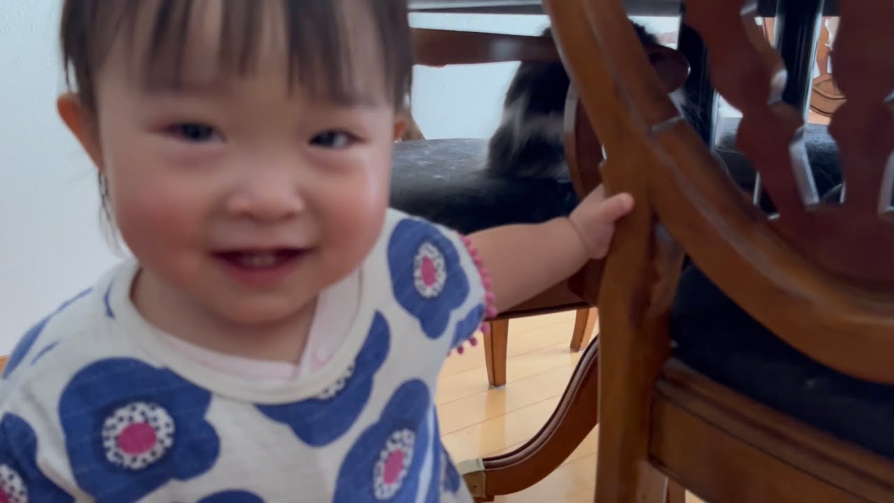 油断して赤ちゃんからタッチされる実家猫　ラガマフィン　A cat being carelessly touched by a baby