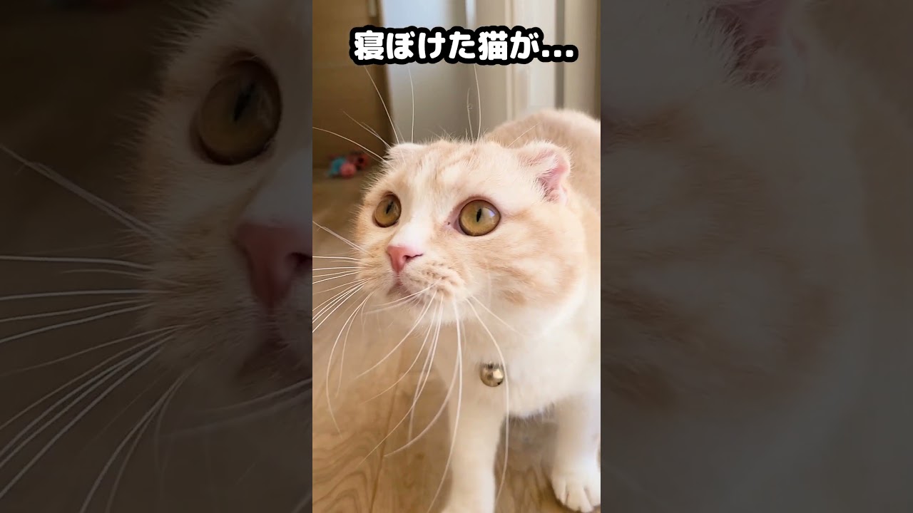 寝ぼけた猫がかわいすぎた...笑#猫 #shots