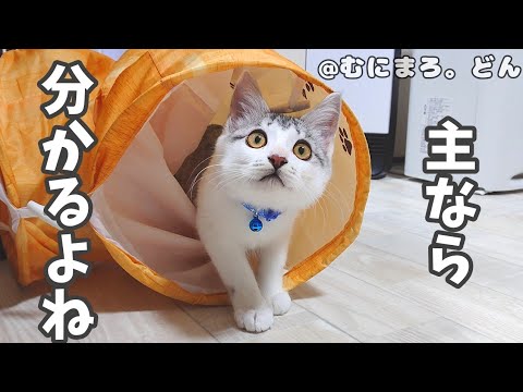 びっくりした子猫の意思表示がこちらになります。