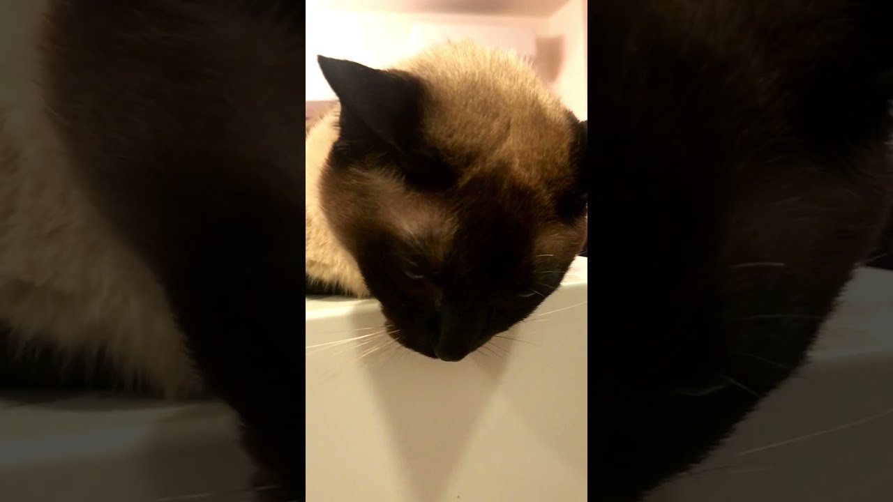 おひげも眉毛も折れているたぬき猫なのにゃ♪