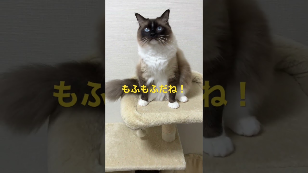 もふもふのラグドールのたぬきみたいな猫 #kitten #ragdoll #ねこ #ラグドール #ラグドール子猫 #cat #アライグマ #こねこ #たぬき #ねこのいる生活