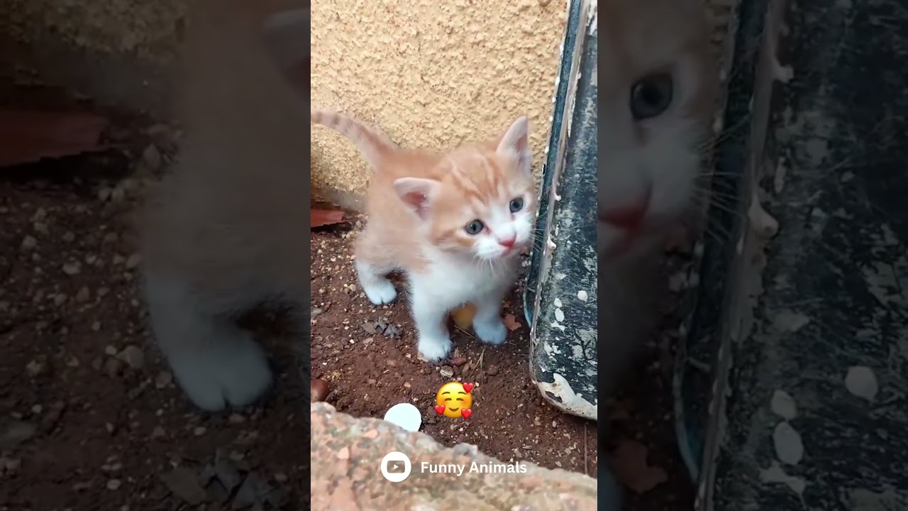 Funny cat 😺 #shorts #cat #cats #animals #animal #cutecat #pet #cute #love #catlover #fyp #foryou