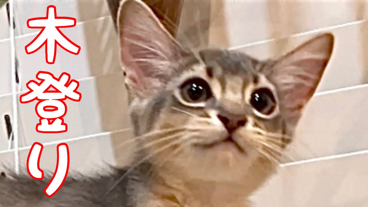 【癒し閲覧注意】木に登ってたら踏み外した❣️【ソマリ】