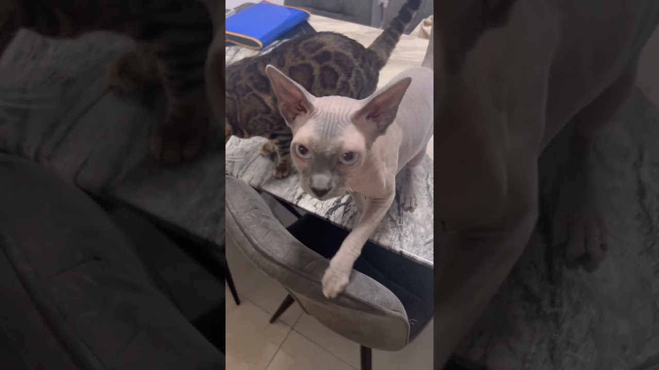 毛のない猫の鳴き声が可愛い【スフィンクス猫】