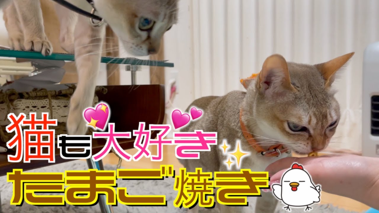 シンガプーラが『玉子焼き』食べるってさ