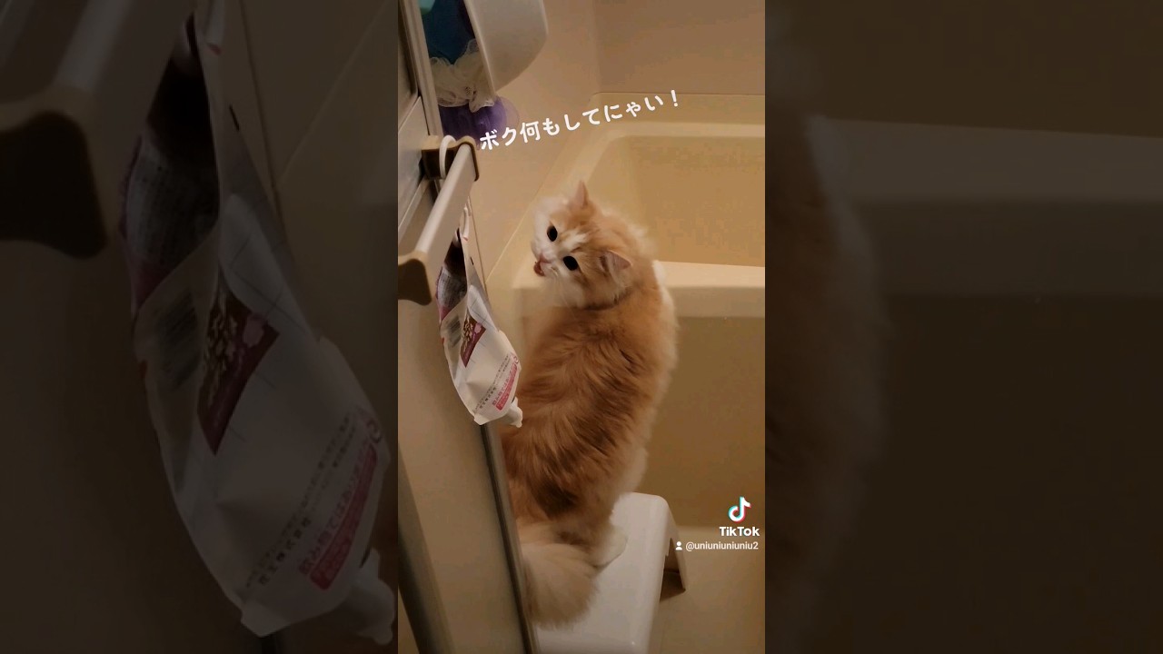 イタズラ前に見つかっちゃった子猫 #ラガマフィン #猫動画 #cat #子猫 #shorts