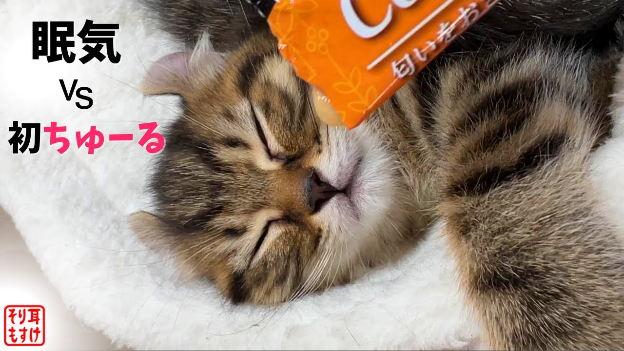 人生初ちゅーるが不意打ちだった子猫の反応が想像の斜め上でしたω