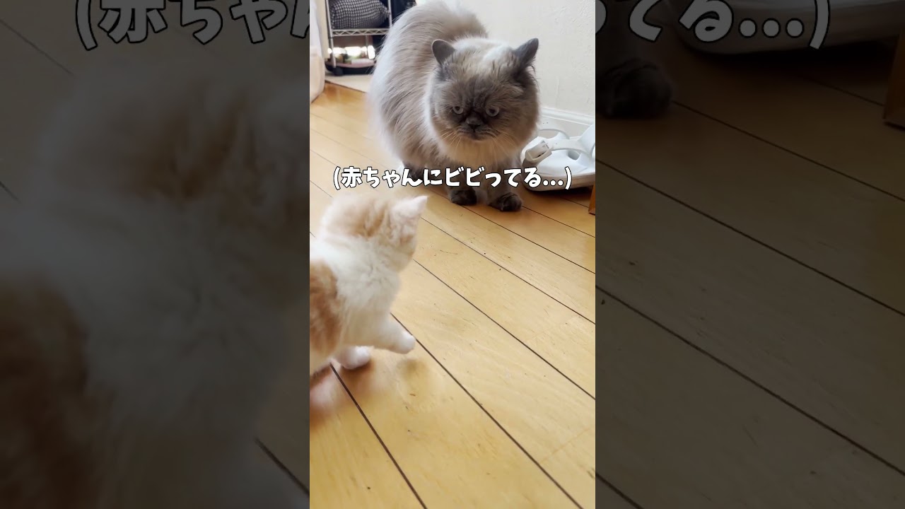 赤ちゃん子猫 vs 近所のおじさん猫【ミヌエット】【ヒマラヤン】#Shorts