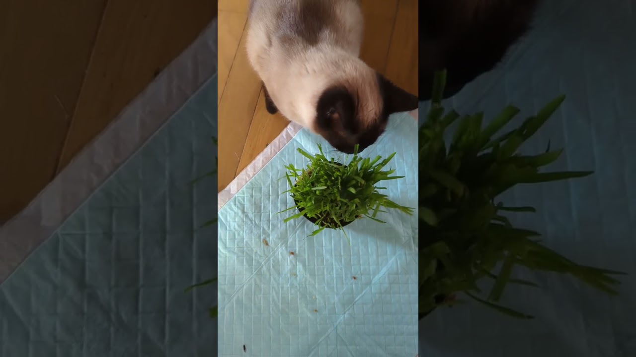 草食いのシャム猫🐈 - Cats eating it - #shorts