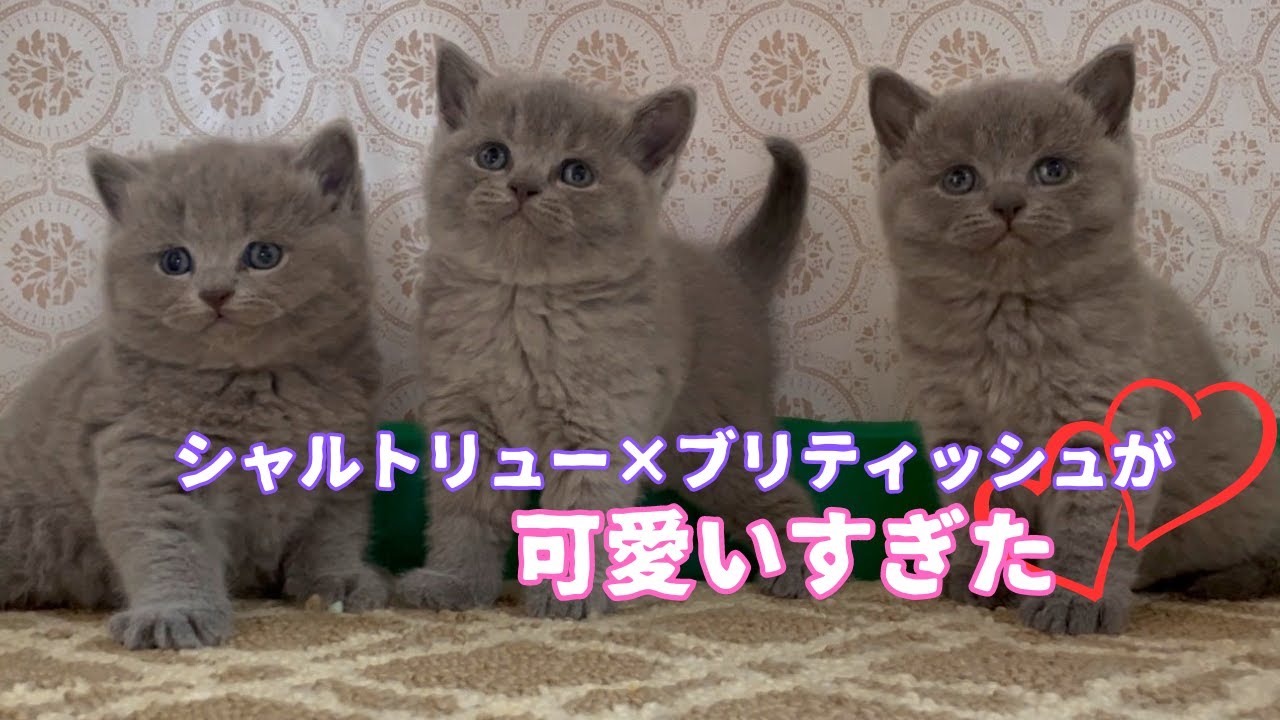 【32日目子猫の可愛い仕草】ショップさんでは味わえない可愛いらしさをお楽しみ頂ければ幸いです