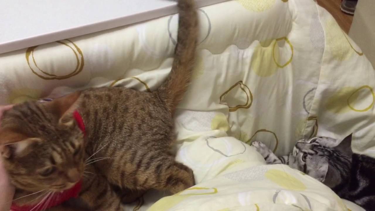 オシキャットの尻尾遊ぶ！（猫記録3）アメリカンショートヘヤ