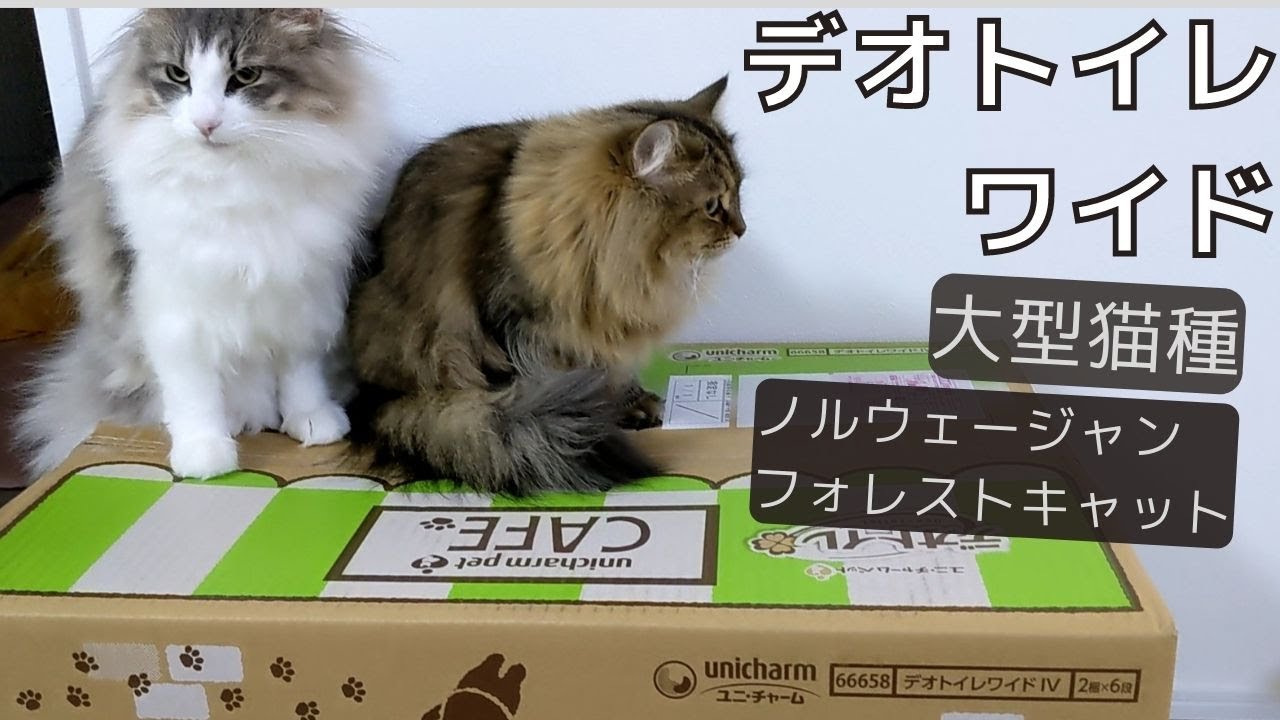 トイレ問題解決？大型猫。ノルウェージャンフォレストキャットにデオトイレワイドを買ってみました