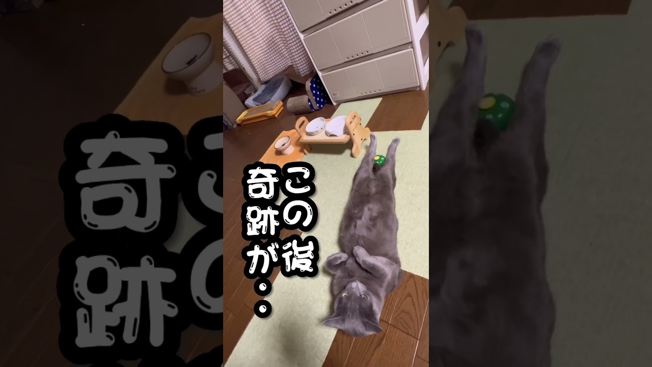 【ロシアンブルー】めろん、見事な🛎押しです😅【猫】#shorts