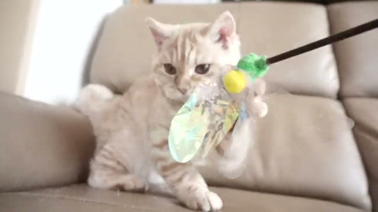 セルカークレックス子猫　2023.1.5産まれ 　クリーム　男の子　シーダキャット猫のお店　Selkirk Rex