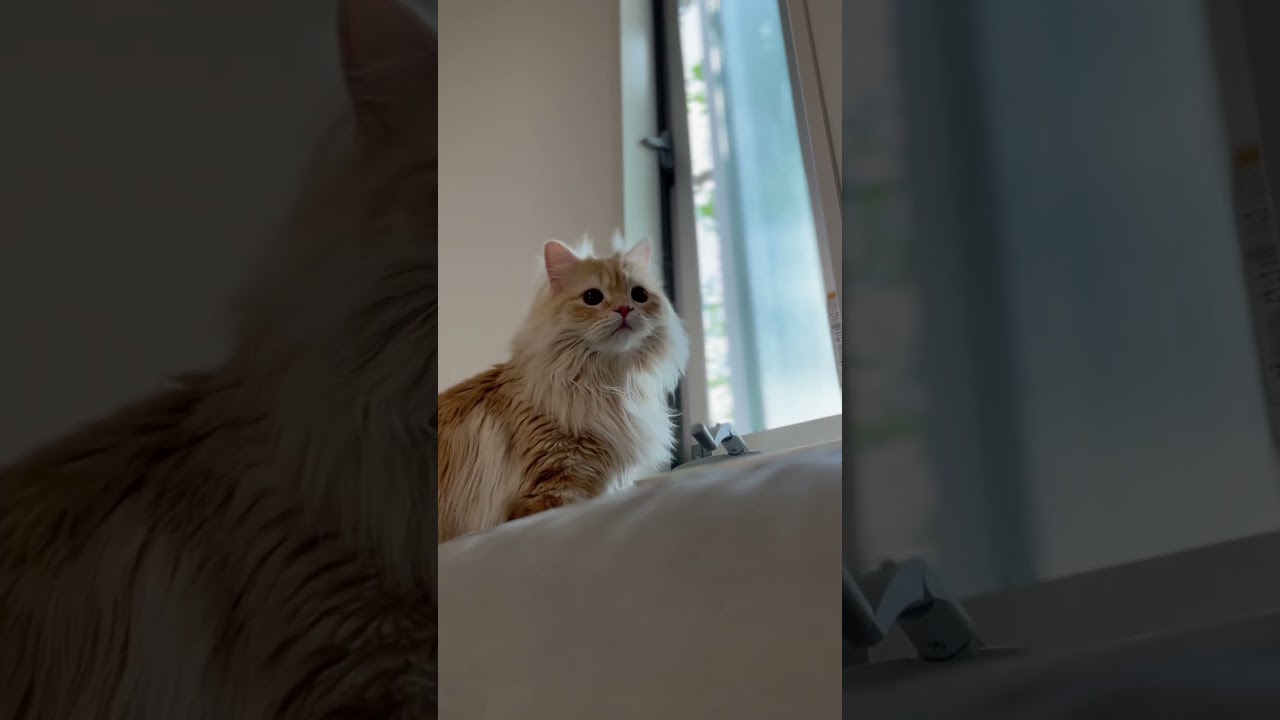 猫と一緒にゆっくりな時間#猫 #スコティッシュフォールド #cat