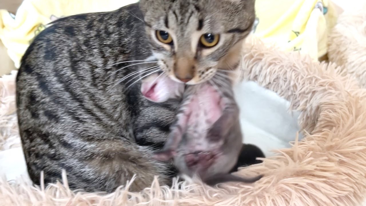 母猫が子猫の赤ちゃんを次々と先住猫の所に連れて行った結果…