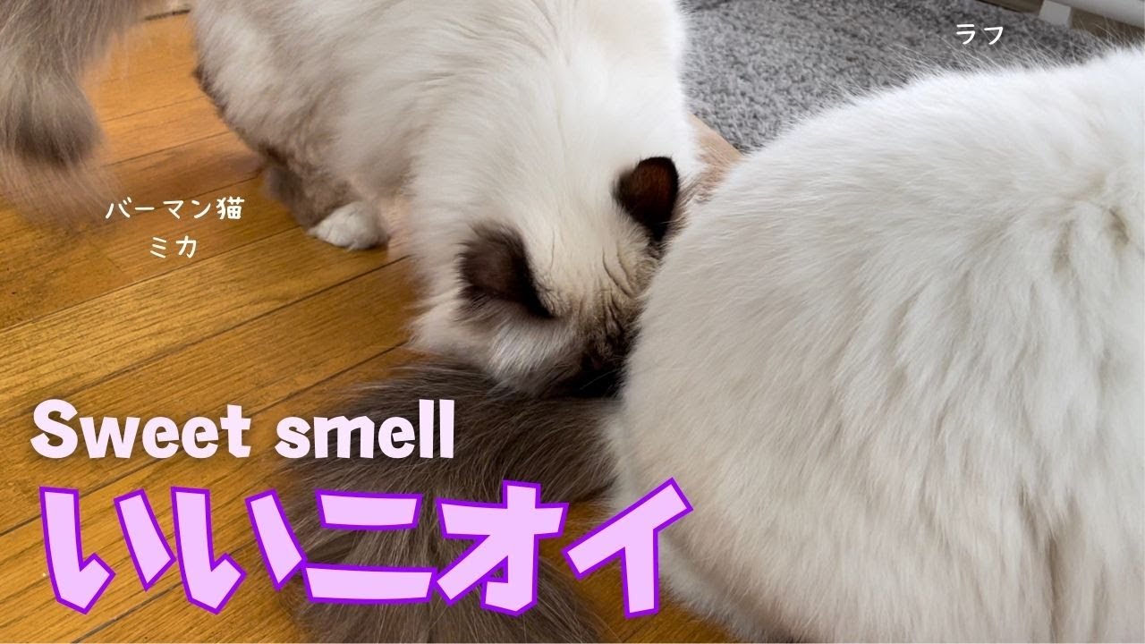 バーマン猫ミカとラフ【いいニオイ】Sweet smell（バーマン猫）Birman/Cat