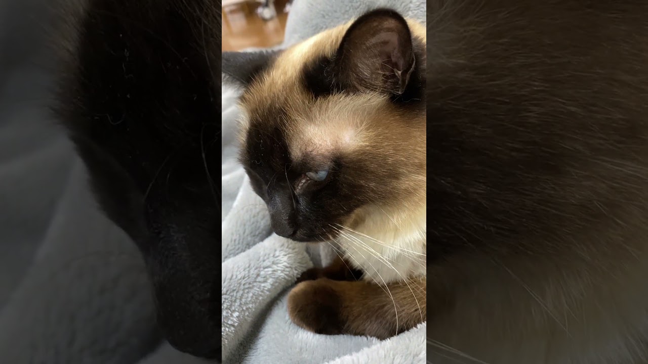 【2023.05.14】今日のシャム猫のふくさん（音無し）【たぬき猫】 #shorts