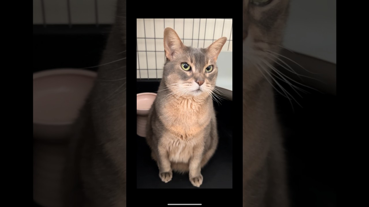 癒し系のまな猫 #shorts #猫動画 #アビシニアン #cat #まな猫