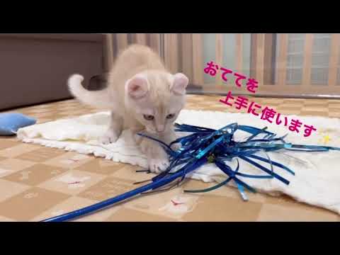 アメリカンカール　女の子　2023年2月5日生まれ